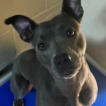 Thumbnail photo of Darla #2