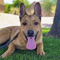 adopt-pet