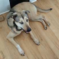 Thumbnail photo of Sammy #2