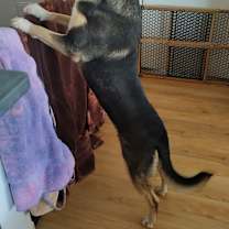 Thumbnail photo of Rocket #4