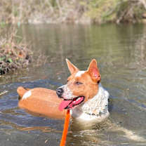 Thumbnail photo of Mocha #3