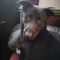 Thumbnail photo of Bo Duke #1