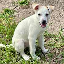 Thumbnail photo of Lollie #3