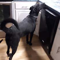 Thumbnail photo of Bo Duke #3