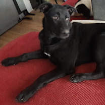 Thumbnail photo of Bo Duke #4