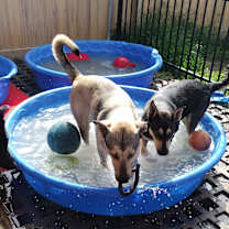 Thumbnail photo of Sammy #4