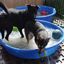 Thumbnail photo of Bo Duke #4