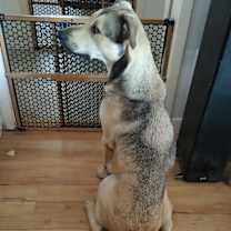 Thumbnail photo of Sammy #2