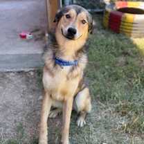 Thumbnail photo of LYCAN #2