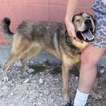 Thumbnail photo of LYCAN #4