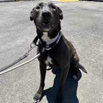 Thumbnail photo of *JUPITER #1