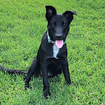 adopt-pet
