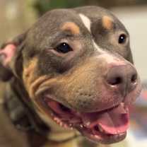 Thumbnail photo of Maple #3