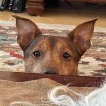 Thumbnail photo of Brownie #3