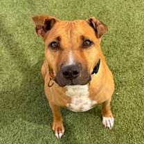 adopt-pet