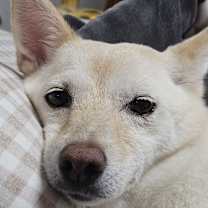 Thumbnail photo of KkotBun #2