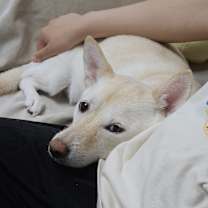 Thumbnail photo of KkotBun #3