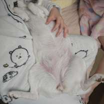 Thumbnail photo of KkotBun #4
