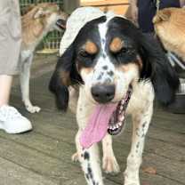adopt-pet