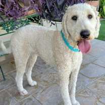 adopt-pet