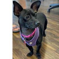 Thumbnail photo of Cholula #1