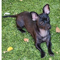 Thumbnail photo of Cholula #2