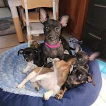 Thumbnail photo of Cholula #3