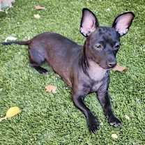 Thumbnail photo of Cholula #4