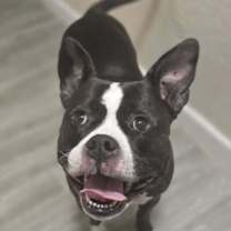 Thumbnail photo of Zoey #1