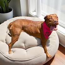 Thumbnail photo of Valkyrie #4