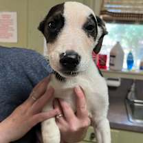 Thumbnail photo of Harold (Harry) #2