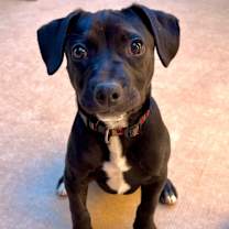 adopt-pet