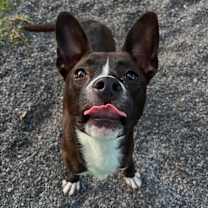 Thumbnail photo of Pretzel #1