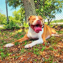 Thumbnail photo of Laredo #1