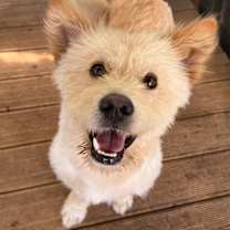 Thumbnail photo of Kkaebi #1