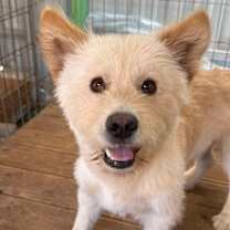 Thumbnail photo of Kkaebi #2