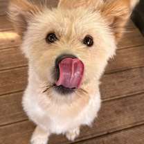 Thumbnail photo of Kkaebi #3