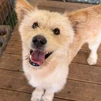 Thumbnail photo of Kkaebi #4