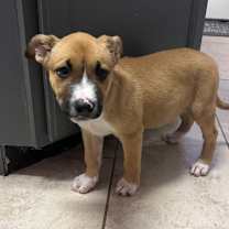 Thumbnail photo of Andreina aka "Roxie" #4