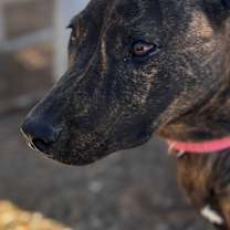 Thumbnail photo of Honeybee #3