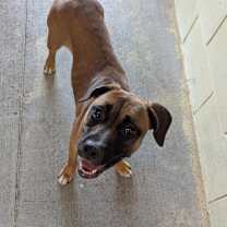 Thumbnail photo of Cricket #3