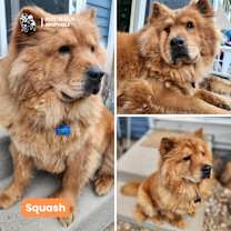 Thumbnail photo of Squash #2