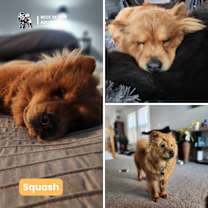 Thumbnail photo of Squash #4