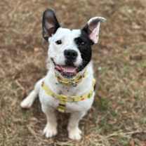 Thumbnail photo of Oreo #1