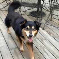 Thumbnail photo of Joey #4