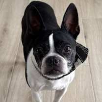 adopt-pet