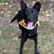 Thumbnail photo of Koda #1