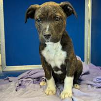 Thumbnail photo of Gotenks #4