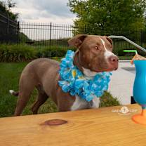 Thumbnail photo of Hemlock #1