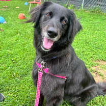 Thumbnail photo of Cosmo #2